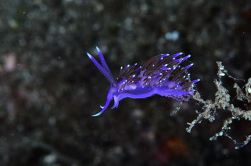 underwatrer photography in the mediterranean sea