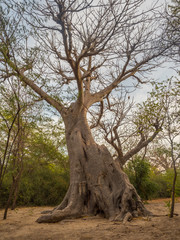 Fototapeta na wymiar Tree of baobab