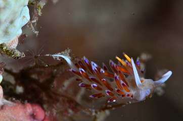 underwatrer photography in the mediterranean sea