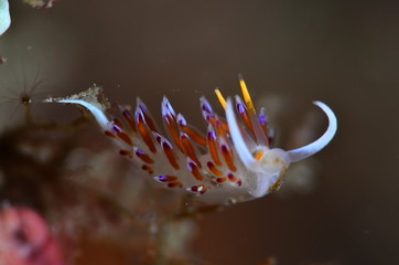 underwatrer photography in the mediterranean sea