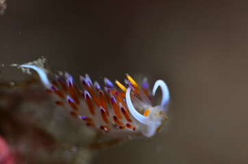 underwatrer photography in the mediterranean sea