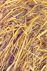 Bales of straw are illuminated by the sun. Macro photo nature dry hay. Texture background dry Wheat Straw.