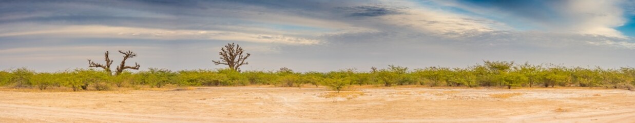 Tree of baobab