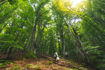 Two men in forest searching for mushrooms