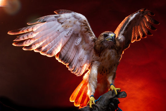 Red Tailed Buzzard / Hawk - Birds Of Prey