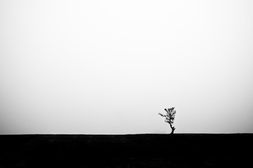 Minimalism. Lonely tree on the horizon. Contrast silhouette photo. The top is light, the bottom is dark. Copy space.