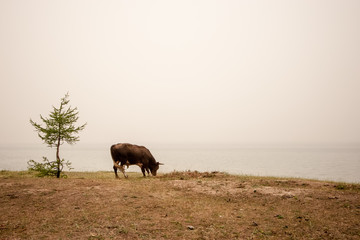 A bull grazes on the shore of Lake Baikal with fog. Nearby stands a young coniferous tree. Grass grows in the sand. Copy space.