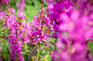 A bee and a Small Copper butterfly feasting on purple flowers in the garden