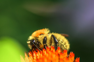 Allphotokz Bee 20110803 3531 1DM3