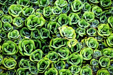 A patterned Decorative Water Plants