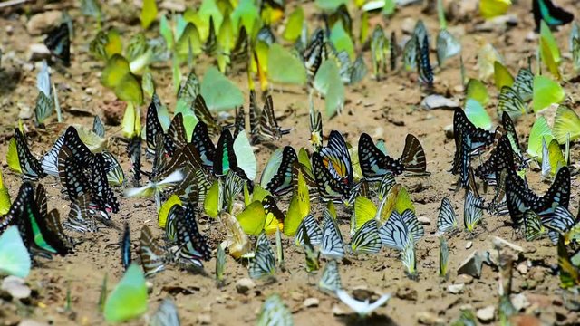 Group of butterflies puddling on the ground and flying in nature, Butterflies swarm eats minerals in Ban Krang Camp, Kaeng Krachan National Park at Phetchaburi,Thailand