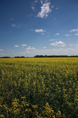 Obraz premium Blue Sky and Canola Field