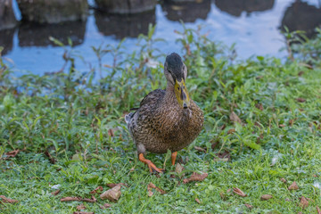 Mallard at a pond on the Drottiningholm island in Stockholm a summer day