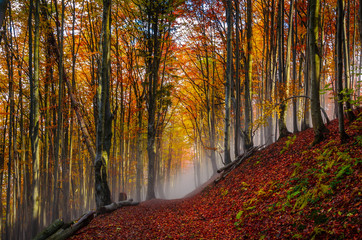 Road through a golden foggy forest