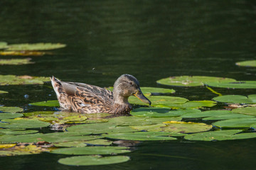 Mallard at a pond on the Drottiningholm island in Stockholm a summer day