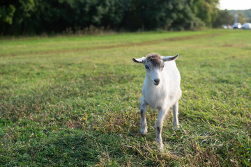 Obraz premium A young goat stands in a meadow and looking to the camera. Copy space