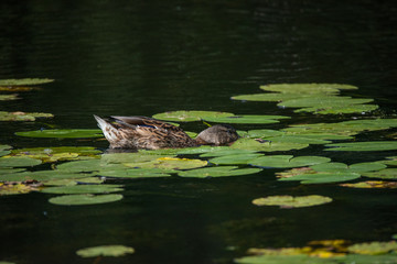 Mallard at a pond on the Drottiningholm island in Stockholm a summer day