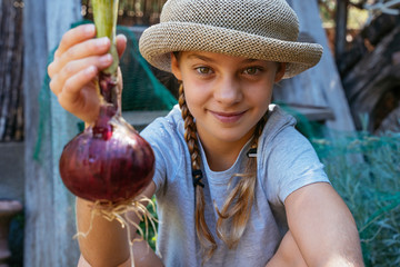 Unrecognizable little kid harvesting organic vegetables at farm. Onion harvested season.