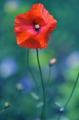 Red poppy flower on meadow