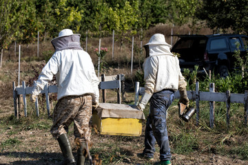 Beekeepers in protective workwear are transporting a beehive. Beekeeping concept. Beekeepers harvesting honey.apiary