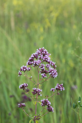 oregano flowers and grass in the garden