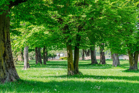 Sotto i verdi alberi