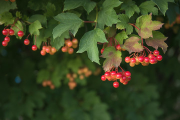 Bunch of red viburnum berries on a branch. Soft selective focus, round bokeh