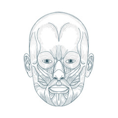 Human head anatomy. Hand drawn human face anatomy. Male head muscular system sketch drawing. Part of set