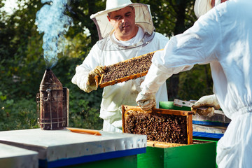 Two beekeepers in protective inspecting.