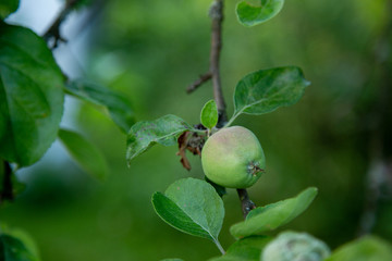 Apple in the green garden