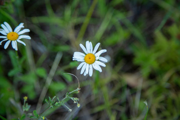 Lonely daisy in the forest