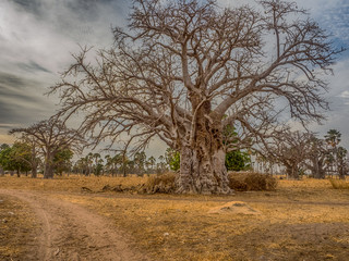 Fototapeta na wymiar Tree of baobab