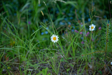 Lonely daisy in the forest