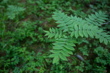 Fototapeta premium Green fern in the forest