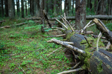 Old fallen tree in the forest