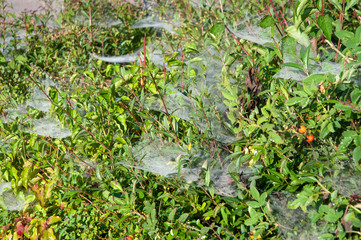 garden hedge in late summer with plenty of spider webs
