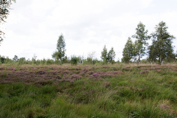 Obraz premium blick auf eine heidelandschaft im moor in Herzlake emsland deutschland fotografiert beim gang durch das moor an einem sonnigen tag