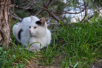 Naklejka na ściany i meble White cat with black spots under a tree