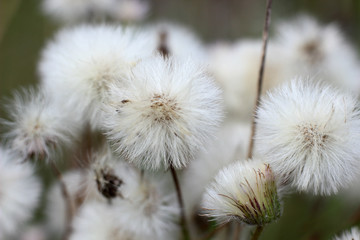 beautiful wildflowers in natural growing environment