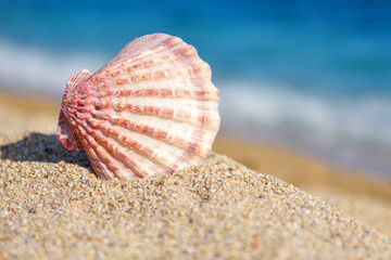 Fototapeta na wymiar A sea shell on the beach against the background of the sea on a hot sunny day. Summer concept