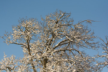 Snow in the branches of a winter tree against blue sky near Shenington, Oxfordshire
