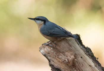 wood nuthatch (Sitta europaea)