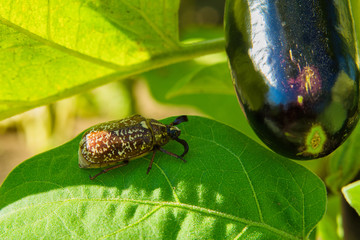 Marble beetle on a leaves eggplants. Polyphylla fullo ordinary. Beetle cockchafer marble closeup. Soft selective focus.