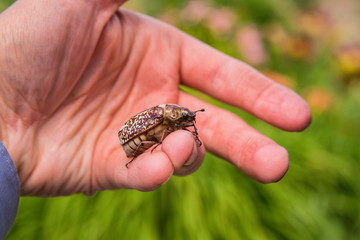 Obraz premium Marble beetle on hand. Polyphylla fullo ordinary. Beetle cockchafer marble closeup. Soft selective focus.