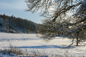 Snow lying on trees and fields in the countryside near Shenington, Oxfordshire on a clear winter day with blue sky