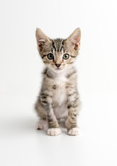 Fototapeta na wymiar Tabby kitten with green eyes sitting on white and posing