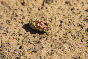 Marble beetle on the sand. Polyphylla fullo ordinary. Beetle cockchafer marble closeup. Soft selective focus.
