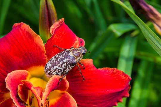 Marble beetle on red flower Daylily. Polyphylla fullo ordinary. Beetle cockchafer marble closeup. Soft selective focus.