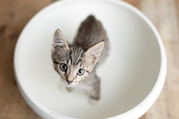 Tabby kitten with green eyes in a large white bowl