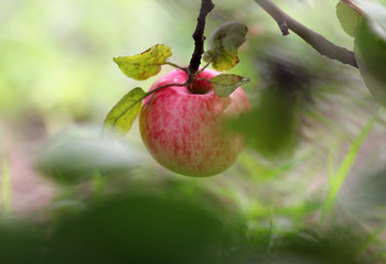 red ripe apple hanging on a branch on a blurred background of leaves